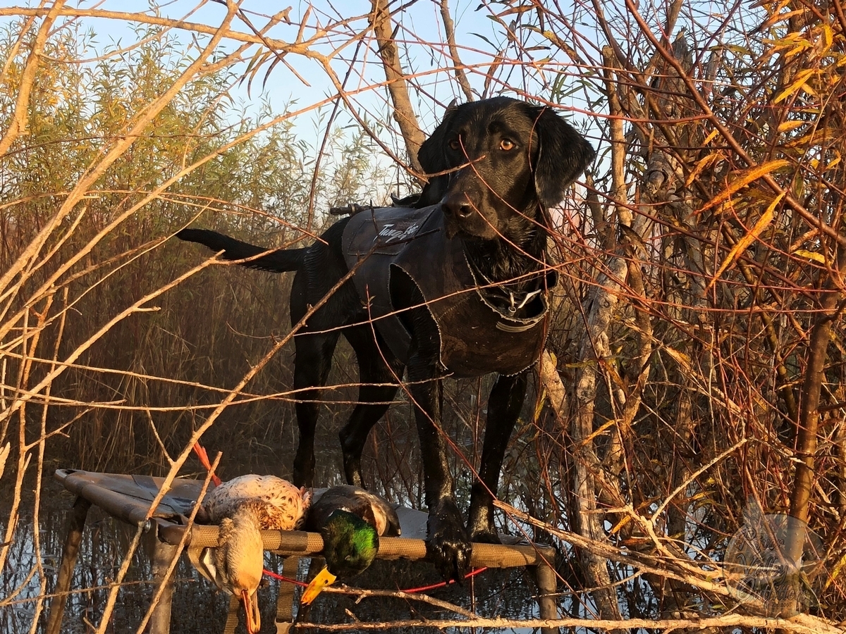 Northern California Waterfowl Hunting in the Sacramento Valley and Oregon